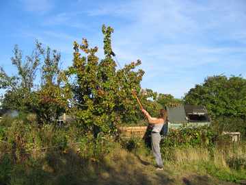 Picking pears in
    October