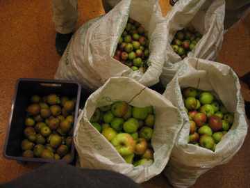 Apple harvest