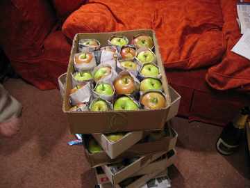 Apple harvest