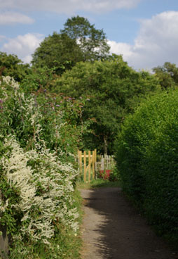 Low Moor Allotments - a
    beautiful place to enjoy gardening.