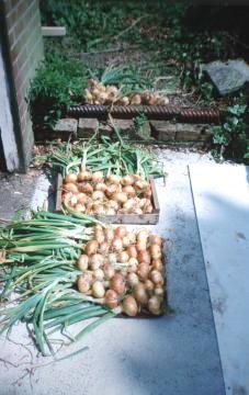 harvest of onions