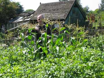 Don't let strange men put you off sweetcorn, they're an
    excellent crop.