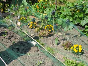 Marigolds act as hoverfly attractors, helping to keep aphids
    numbers down.