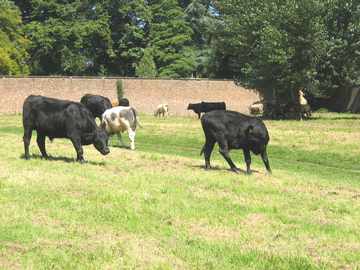 Bullocks are once again on the Stray - please keep your dogs
    under control as it can make them stampede.