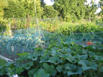 Pumpkins, leeks, pototoes and the end of the raspberries: a
    fine evening on the allotments.