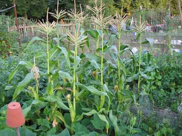 Sweetcorn straight from the plant really taste different,
    great with a bit o' butter!